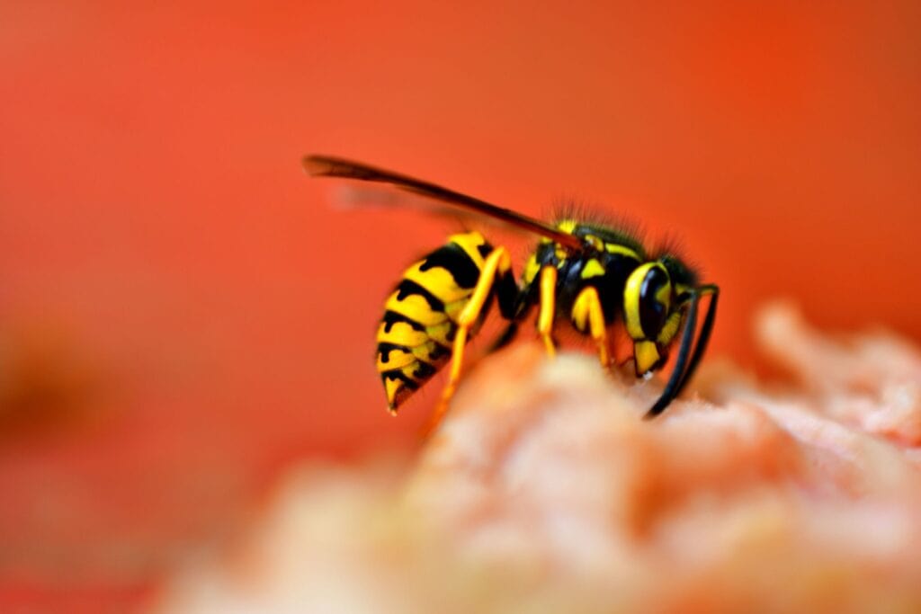 how to prevent wasps from building nests