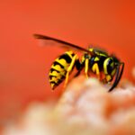 how to prevent wasps from building nests