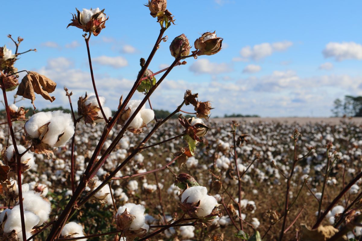 what are the advantages and disadvantages of organic cotton (2)