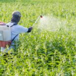 which pest control is better, herbal or chemical